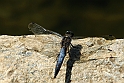 Avigliana Lago Grande - Luglio 2010_33